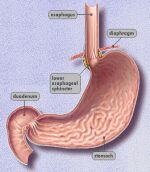 stomach image